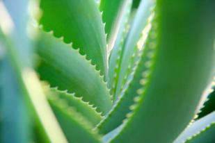 aloe vera barbadensis miller
