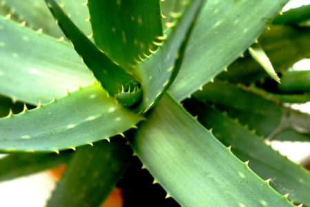 aloe vera blaetter