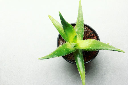 aloe vera pflanze zu hause