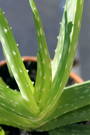 aloe vera oel aus pflanze