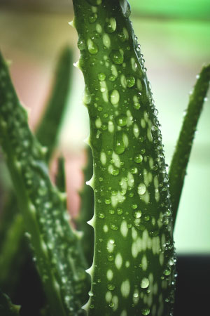 pflanze aloe vera