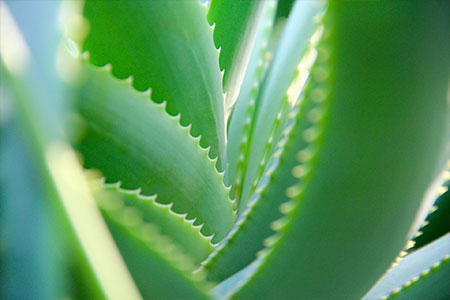 aloe vera beim entschlacken