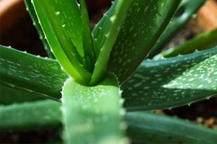 aloe vera barbadensis miller pflanze