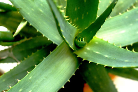 Aloe Vera - eine Wunderpflanze