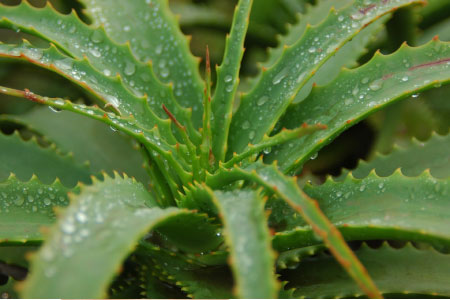 Aloe Vera Pflanze