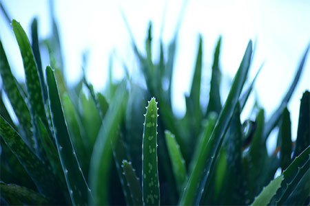 aloe vera gel im test - echte aloe