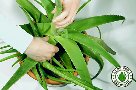 Welche Faktoren es vor dem Bestellen die Aloe vera gel selbst zu analysieren gibt!