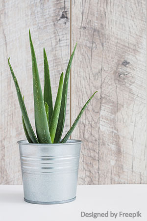 aloe vera pflanze wirkung