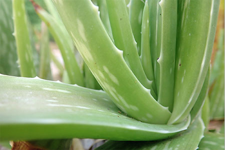 Die Blätter einer Aloe Vera Barbadensis Miller blatt
