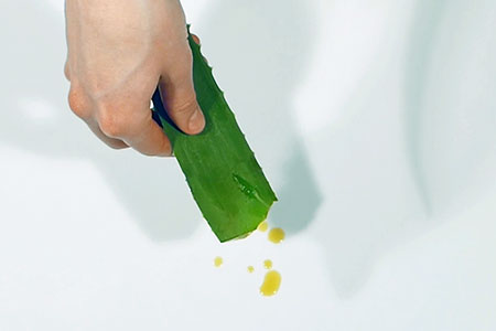 Aloe Vera Blatt, aus dem der Aloe Vera Inhaltsstoff Aloin tropft