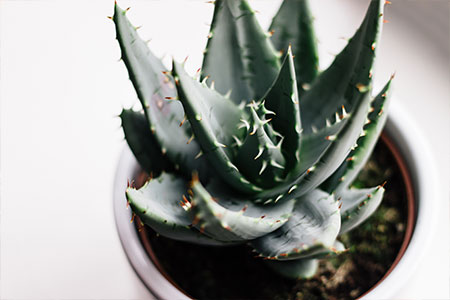 aloe vera zuechten