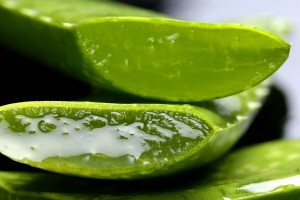 Aloe Vera Gel im Blatt