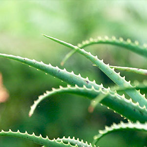 aloe vera pflanze