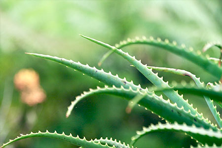 aloe vera pflanze