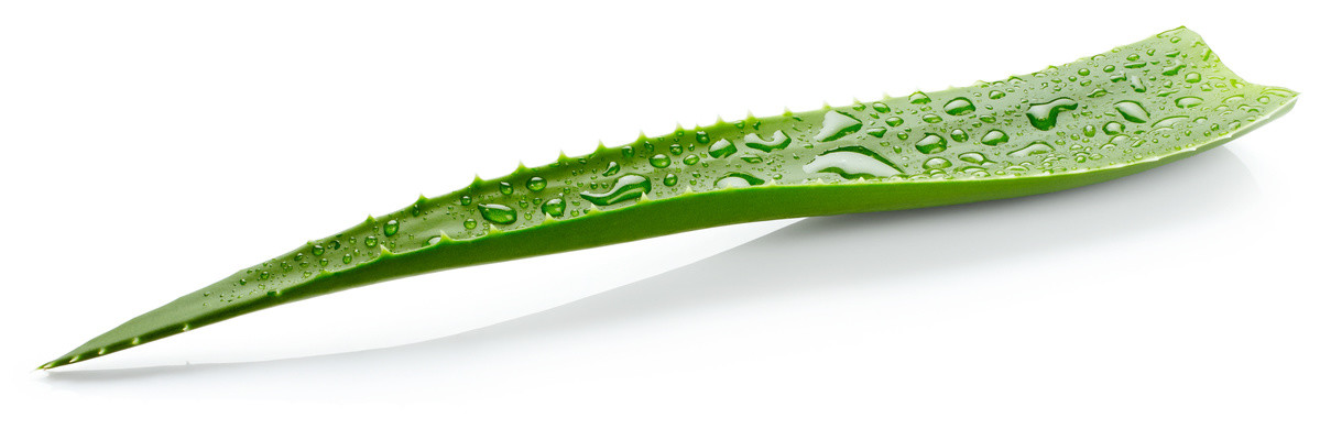 Aloe Vera Akademie