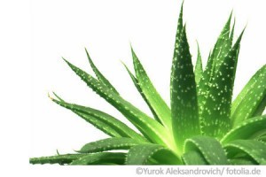 aloe vera pflanze