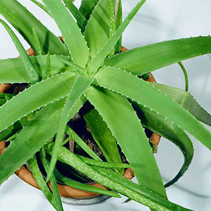 aloe vera gel selber machen