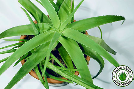 aloe vera gel selber machen