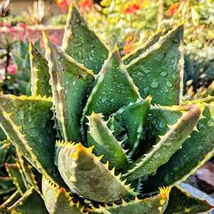 Die Aloe Vera Barbadensis Miller