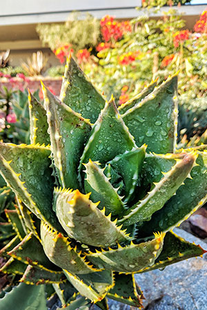 Die Aloe Vera Barbadensis Miller