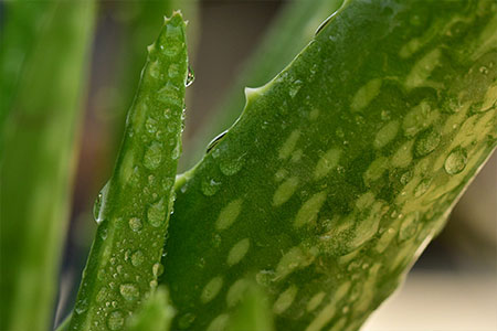 Aloe Vera Blätter, die wertvolle Aloe Vera Inhaltsstoffe enthalten