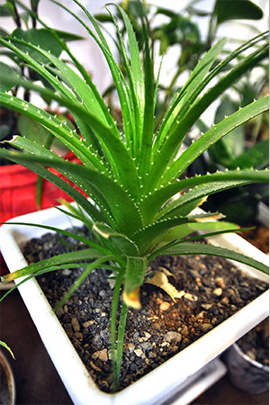 aloe vera pflege zuechten