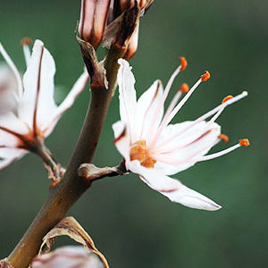 Blüte eines Affodillgewächses