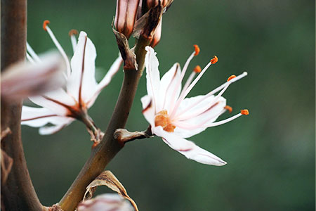 Blüte eines Affodillgewächses