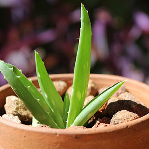 Aloe Vera Ableger bei beim Aloe Vera Vermehren