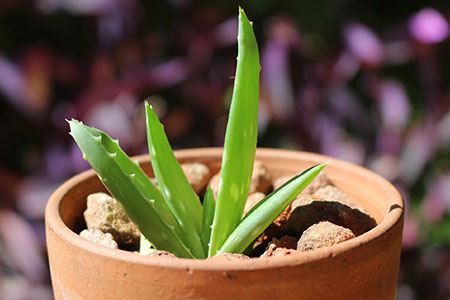 Aloe Vera Ableger bei beim Aloe Vera Vermehren