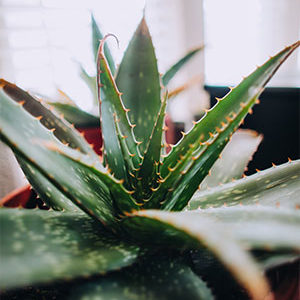 Aloe Vera Barbadensis Miller pflanze kaufen