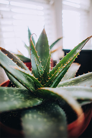 Aloe Vera Barbadensis Miller pflanze kaufen