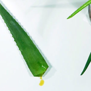 Aloin, eine gelbliche Flüssigkeit im Blatt der Aloe Vera