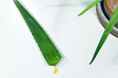 Aloin, eine gelbliche Flüssigkeit im Blatt der Aloe Vera